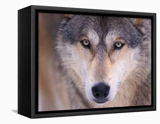 Gray Wolf in the Foothills of the Takshanuk Mountains, Alaska, USA-Steve Kazlowski-Framed Stretched Canvas