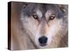 Gray Wolf in the Foothills of the Takshanuk Mountains, Alaska, USA-Steve Kazlowski-Stretched Canvas