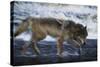 Gray Wolf in the Kettle River-W. Perry Conway-Stretched Canvas