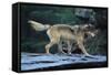 Gray Wolf in the Kettle River-W. Perry Conway-Framed Stretched Canvas