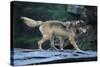 Gray Wolf in the Kettle River-W. Perry Conway-Stretched Canvas