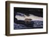 Gray Wolf in the Kettle River-W. Perry Conway-Framed Photographic Print