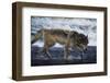 Gray Wolf in the Kettle River-W. Perry Conway-Framed Photographic Print