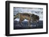 Gray Wolf in the Kettle River-W. Perry Conway-Framed Photographic Print