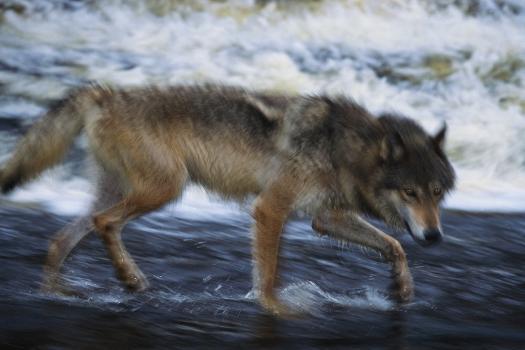 Gray Wolf in the Kettle River' Photographic Print - W. Perry Conway