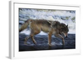 Gray Wolf in the Kettle River-W. Perry Conway-Framed Photographic Print