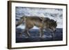Gray Wolf in the Kettle River-W. Perry Conway-Framed Photographic Print