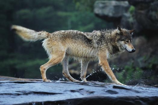 Gray Wolf in the Kettle River' Photographic Print - W. Perry Conway