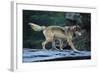 Gray Wolf in the Kettle River-W. Perry Conway-Framed Photographic Print