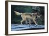 Gray Wolf in the Kettle River-W. Perry Conway-Framed Photographic Print