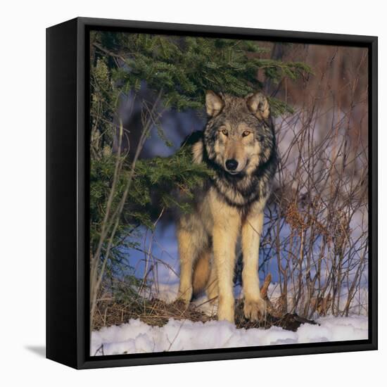 Gray Wolf in Trees-DLILLC-Framed Stretched Canvas