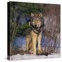 Gray Wolf in Trees-DLILLC-Stretched Canvas