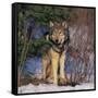 Gray Wolf in Trees-DLILLC-Framed Stretched Canvas