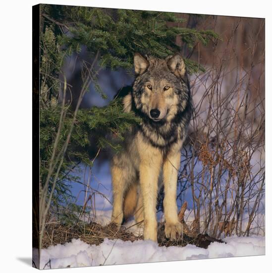 Gray Wolf in Trees-DLILLC-Stretched Canvas