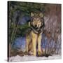 Gray Wolf in Trees-DLILLC-Stretched Canvas