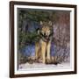 Gray Wolf in Trees-DLILLC-Framed Photographic Print