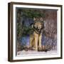 Gray Wolf in Trees-DLILLC-Framed Photographic Print