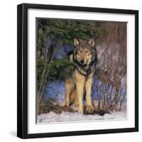 Gray Wolf in Trees-DLILLC-Framed Photographic Print