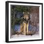 Gray Wolf in Trees-DLILLC-Framed Photographic Print