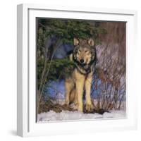 Gray Wolf in Trees-DLILLC-Framed Photographic Print