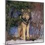 Gray Wolf in Trees-DLILLC-Mounted Photographic Print