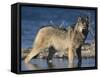 Gray Wolf in Water-DLILLC-Framed Stretched Canvas