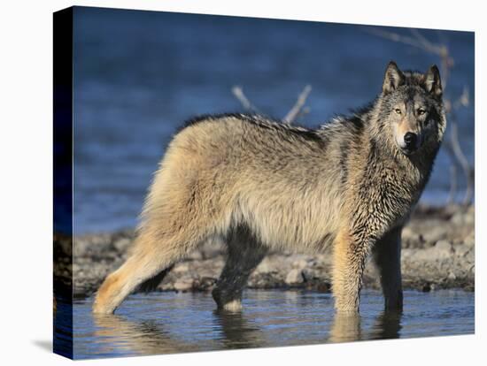Gray Wolf in Water-DLILLC-Stretched Canvas