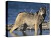 Gray Wolf in Water-DLILLC-Stretched Canvas