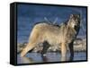 Gray Wolf in Water-DLILLC-Framed Stretched Canvas