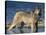 Gray Wolf in Water-DLILLC-Stretched Canvas