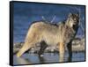 Gray Wolf in Water-DLILLC-Framed Stretched Canvas