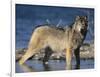 Gray Wolf in Water-DLILLC-Framed Photographic Print