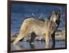 Gray Wolf in Water-DLILLC-Framed Photographic Print