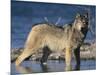 Gray Wolf in Water-DLILLC-Mounted Photographic Print