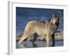 Gray Wolf in Water-DLILLC-Framed Photographic Print