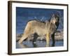 Gray Wolf in Water-DLILLC-Framed Photographic Print