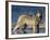 Gray Wolf in Water-DLILLC-Framed Photographic Print