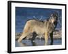 Gray Wolf in Water-DLILLC-Framed Photographic Print