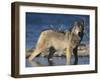 Gray Wolf in Water-DLILLC-Framed Photographic Print