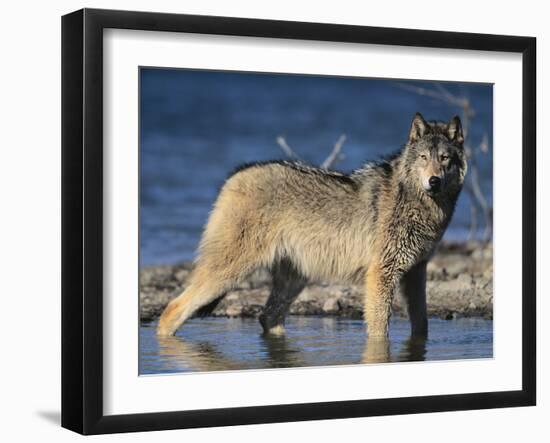 Gray Wolf in Water-DLILLC-Framed Photographic Print