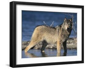 Gray Wolf in Water-DLILLC-Framed Photographic Print