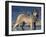 Gray Wolf in Water-DLILLC-Framed Photographic Print