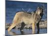 Gray Wolf in Water-DLILLC-Mounted Photographic Print