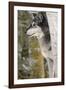 Gray Wolf in winter, Canis lupus, Montana-Adam Jones-Framed Photographic Print