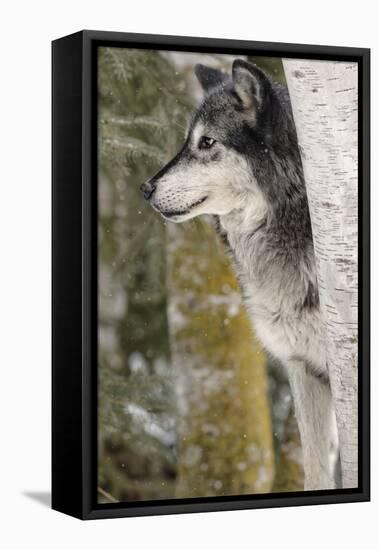 Gray Wolf in winter, Canis lupus, Montana-Adam Jones-Framed Stretched Canvas
