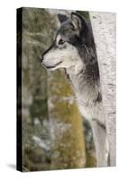 Gray Wolf in winter, Canis lupus, Montana-Adam Jones-Stretched Canvas