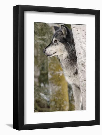 Gray Wolf in winter, Canis lupus, Montana-Adam Jones-Framed Photographic Print