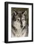 Gray Wolf in winter, Canis lupus, Montana-Adam Jones-Framed Photographic Print