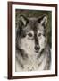 Gray Wolf in winter, Canis lupus, Montana-Adam Jones-Framed Premium Photographic Print