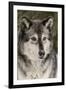 Gray Wolf in winter, Canis lupus, Montana-Adam Jones-Framed Premium Photographic Print